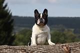 BOULEDOGUE FRANCAIS 705